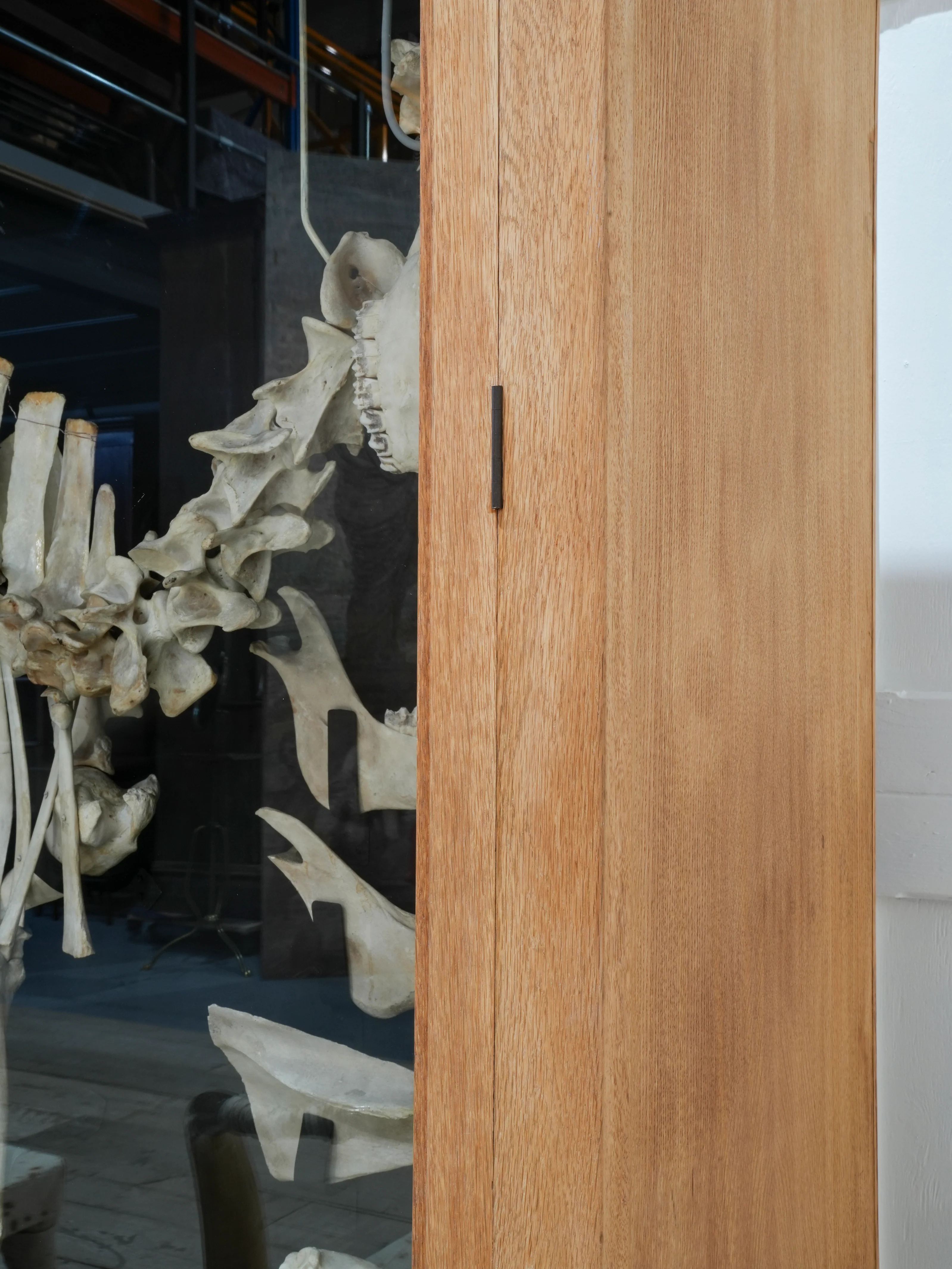 A Cased Domestic Cow (Bos Taurus) - Image 18