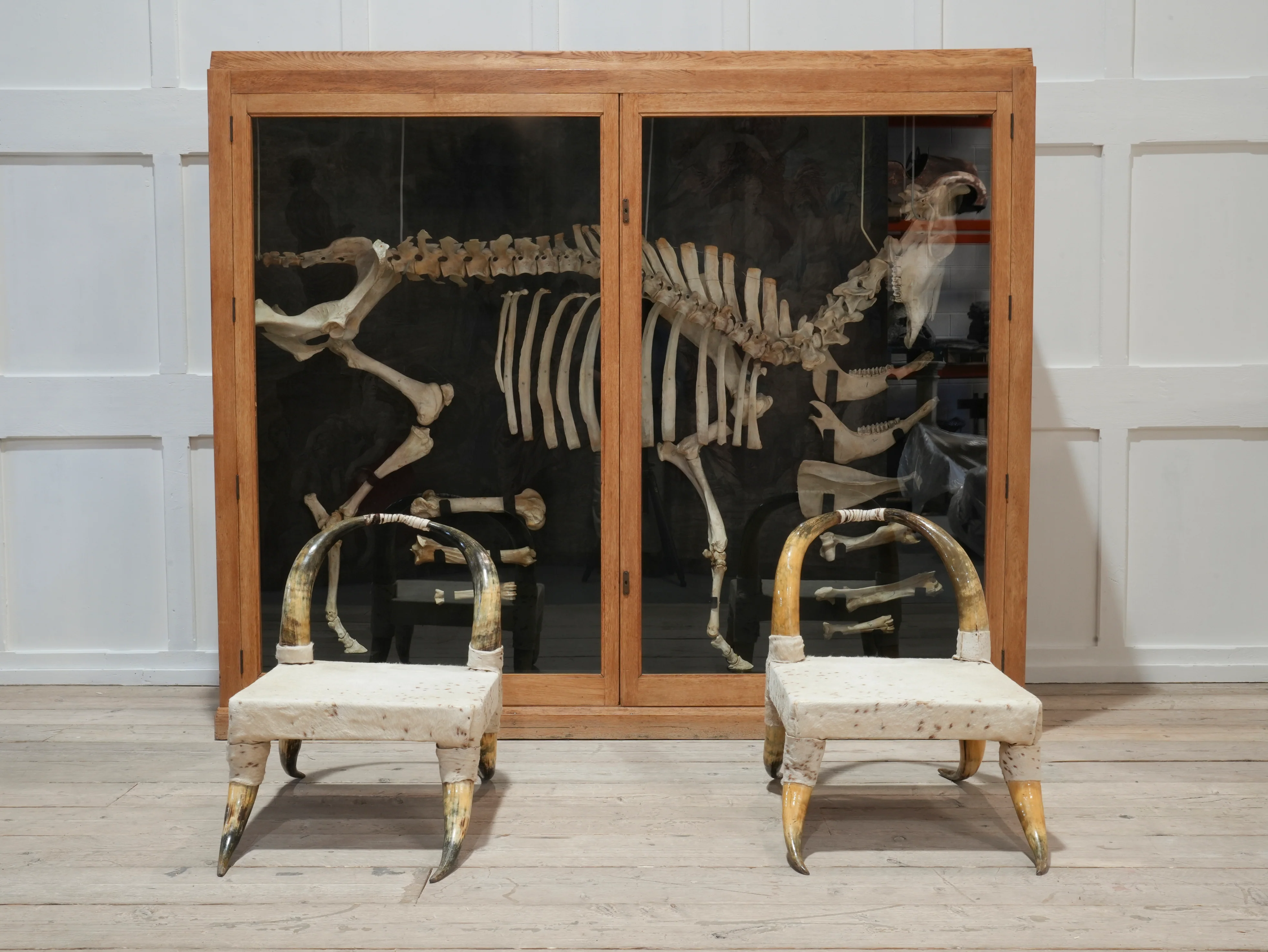 A Cased Domestic Cow (Bos Taurus) - Image 4