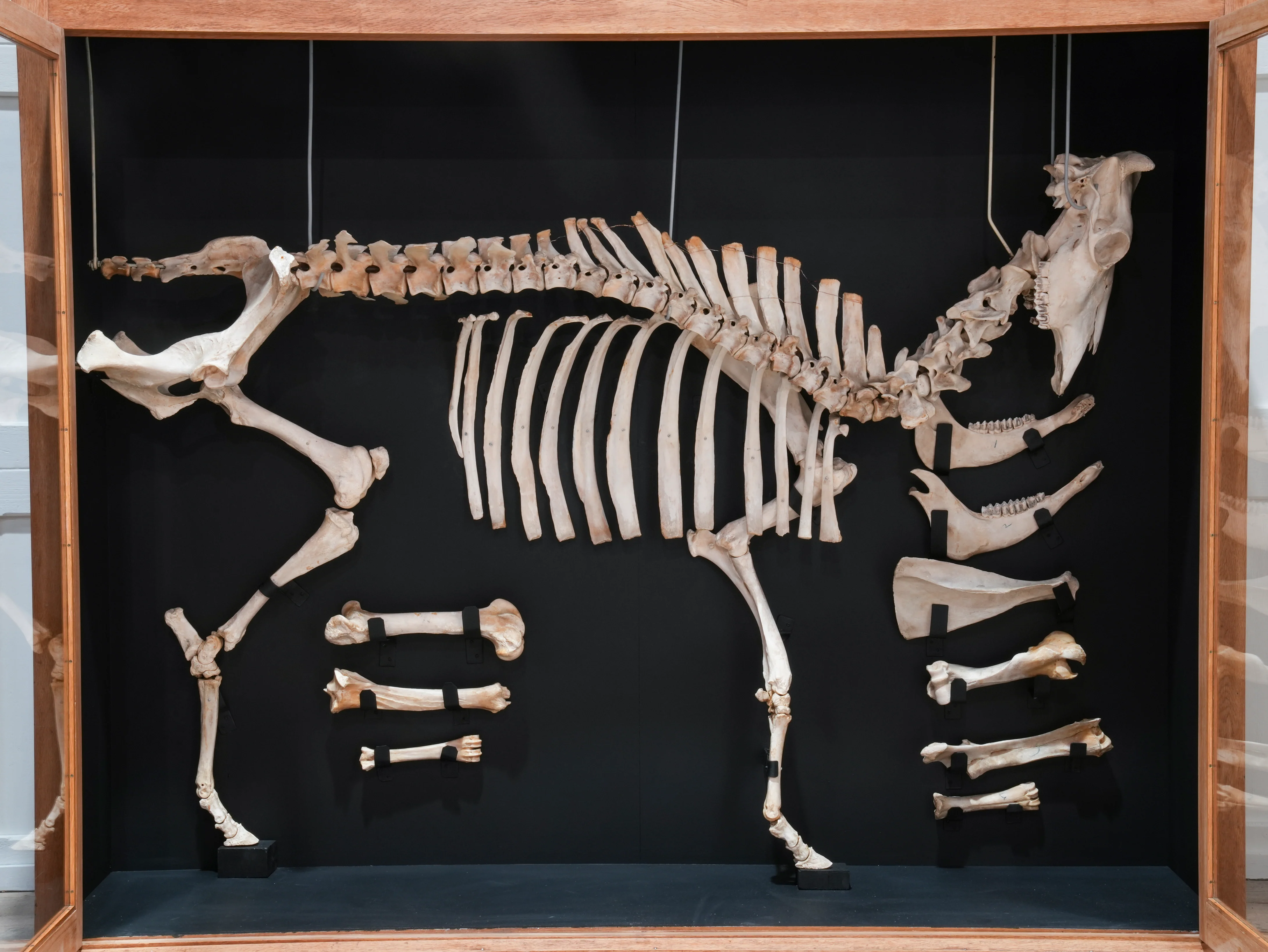 A Cased Domestic Cow (Bos Taurus) - Image 6
