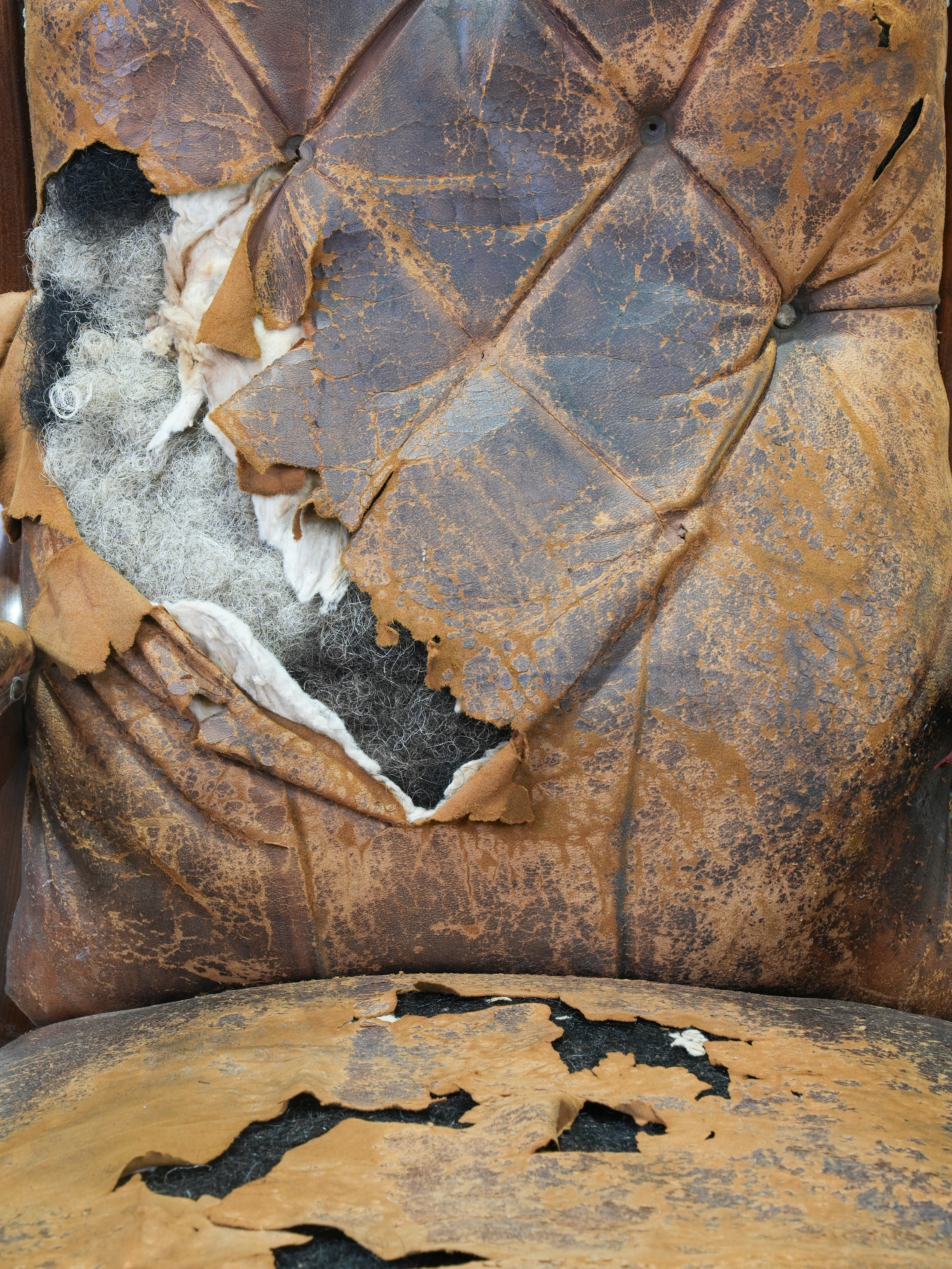 A 19th Century Neo- Classical Mahogany Library Chair - Image 5