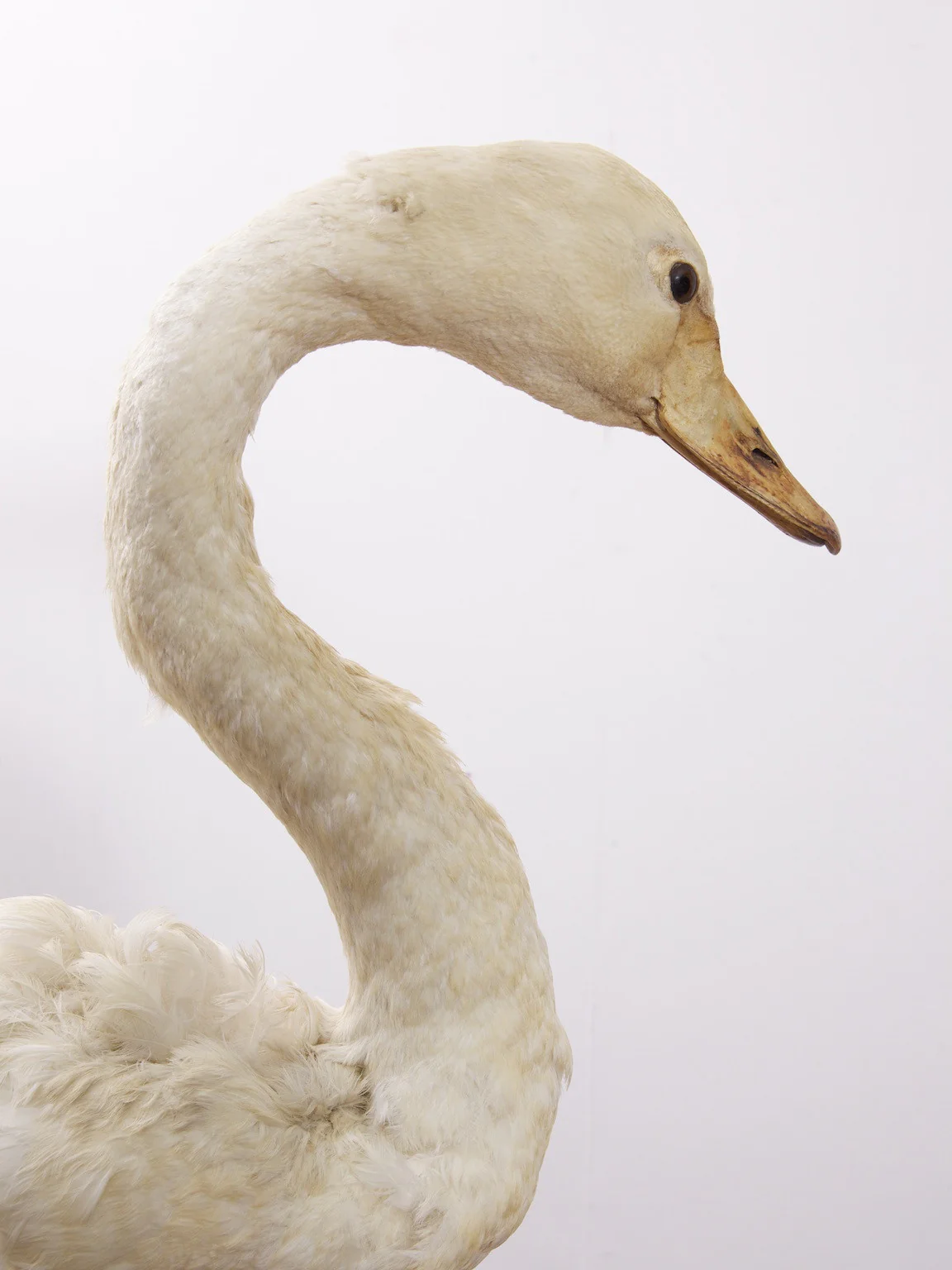 Taxidermy Swan - Image 12