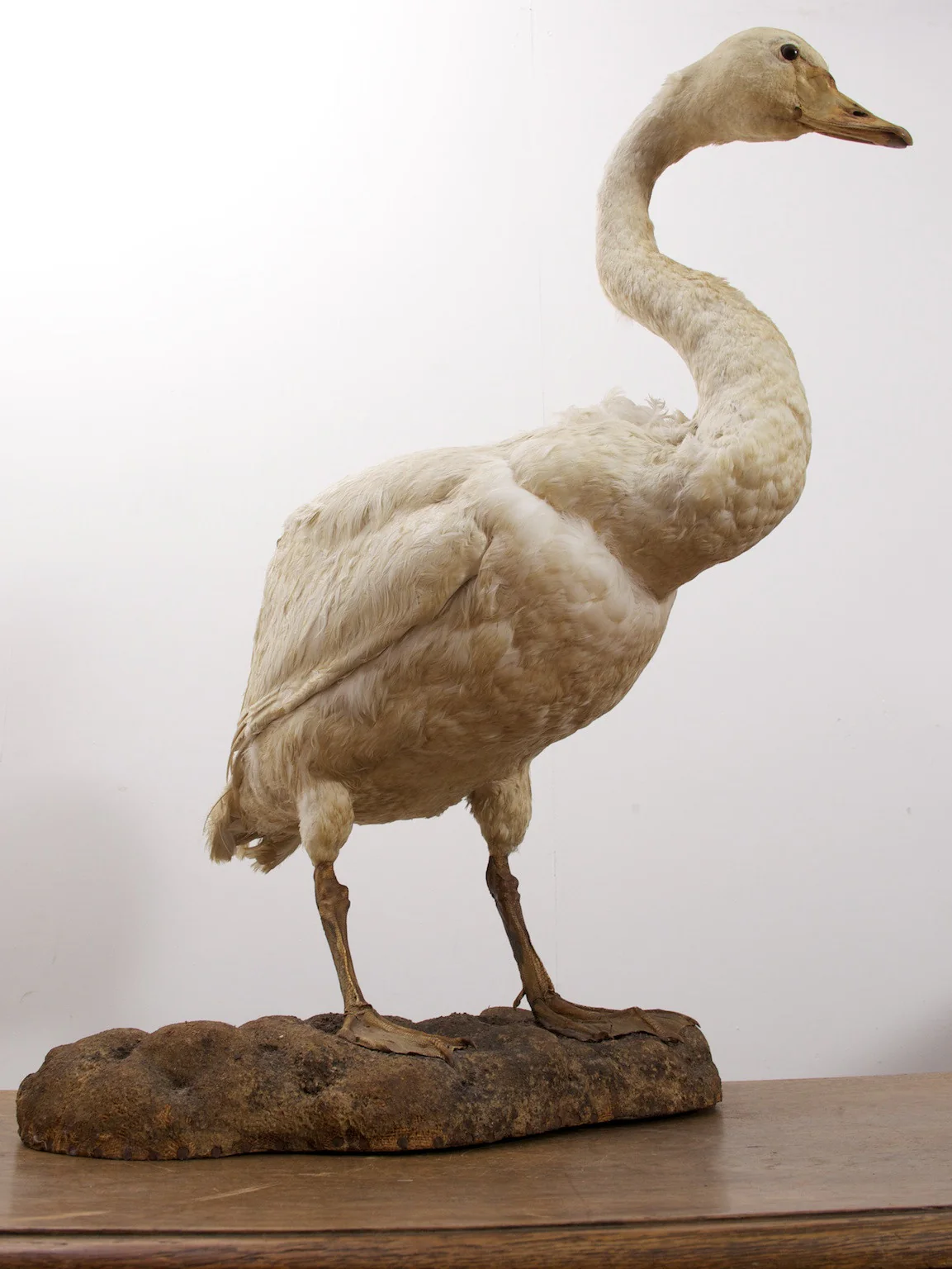 Taxidermy Swan - Image 2