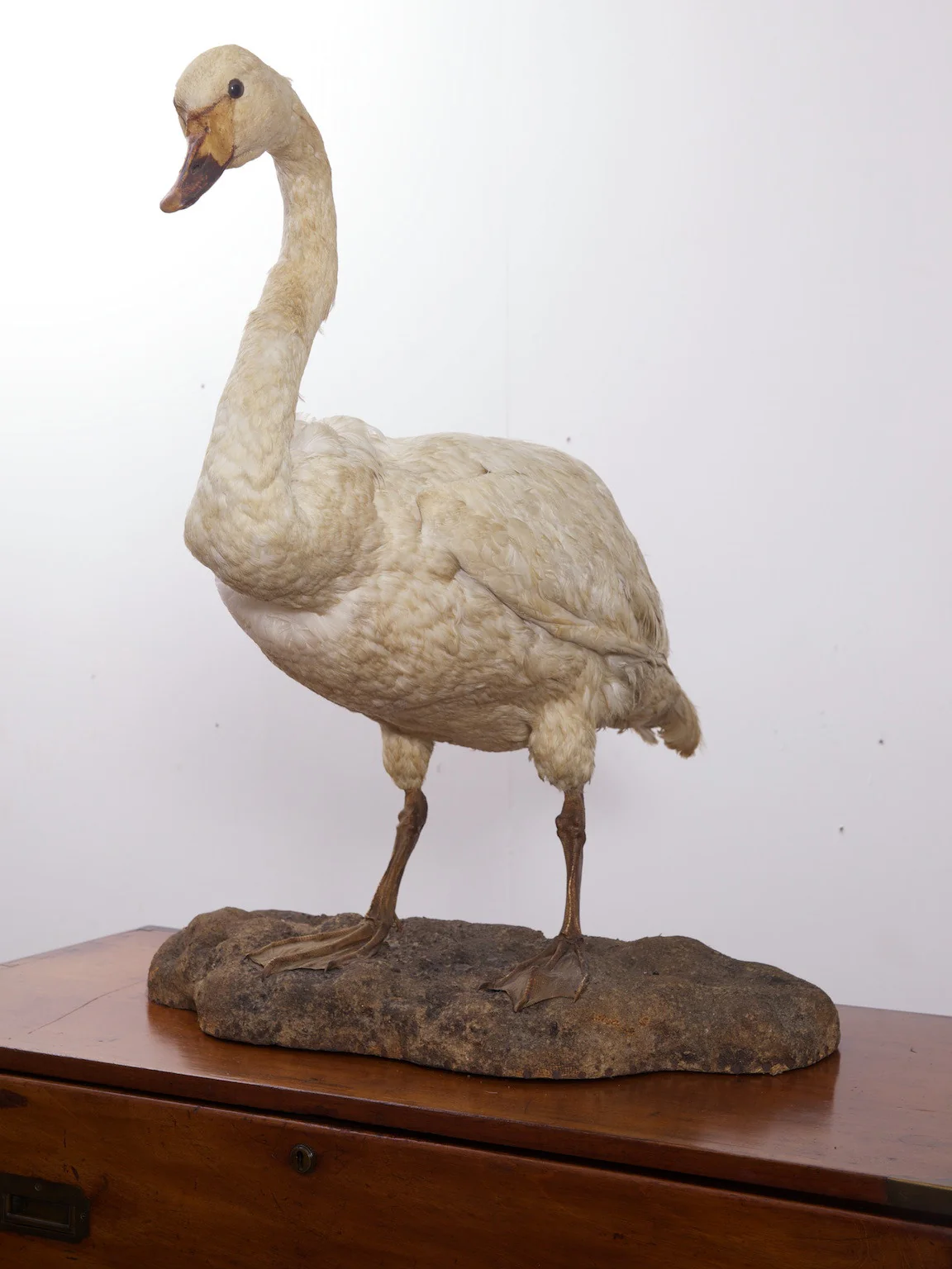 Taxidermy Swan - Image 3