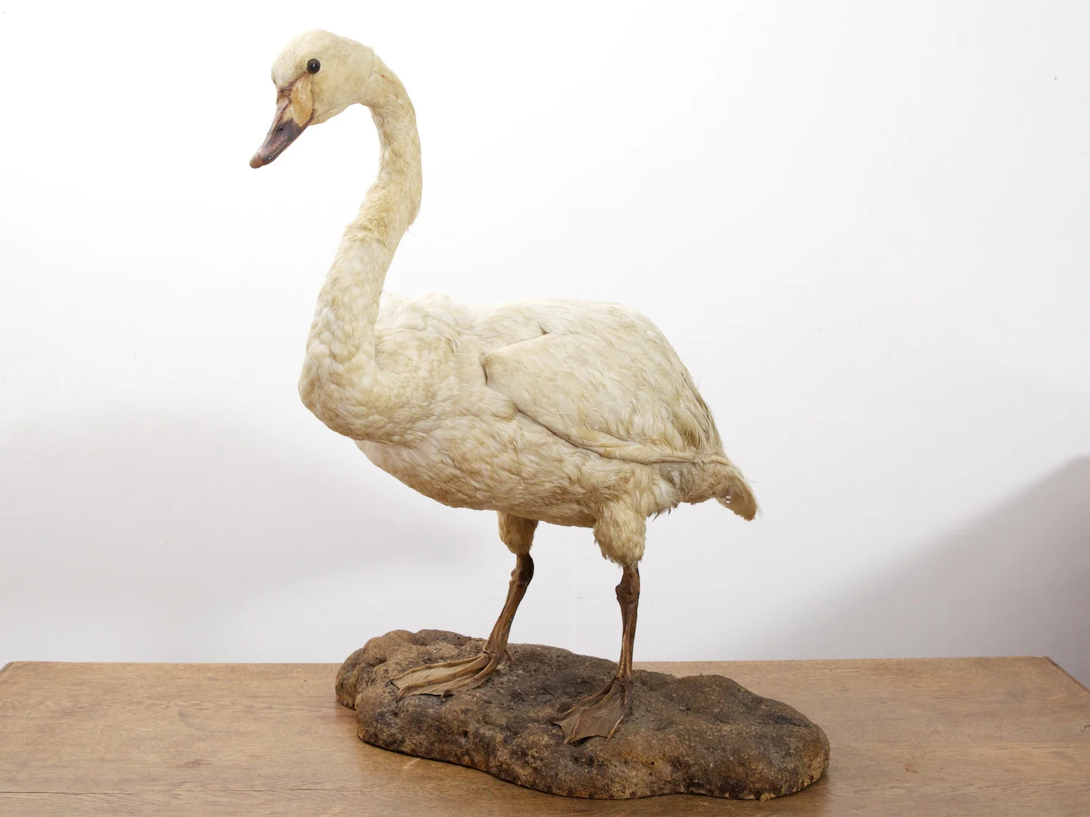 Taxidermy Swan - Image 4