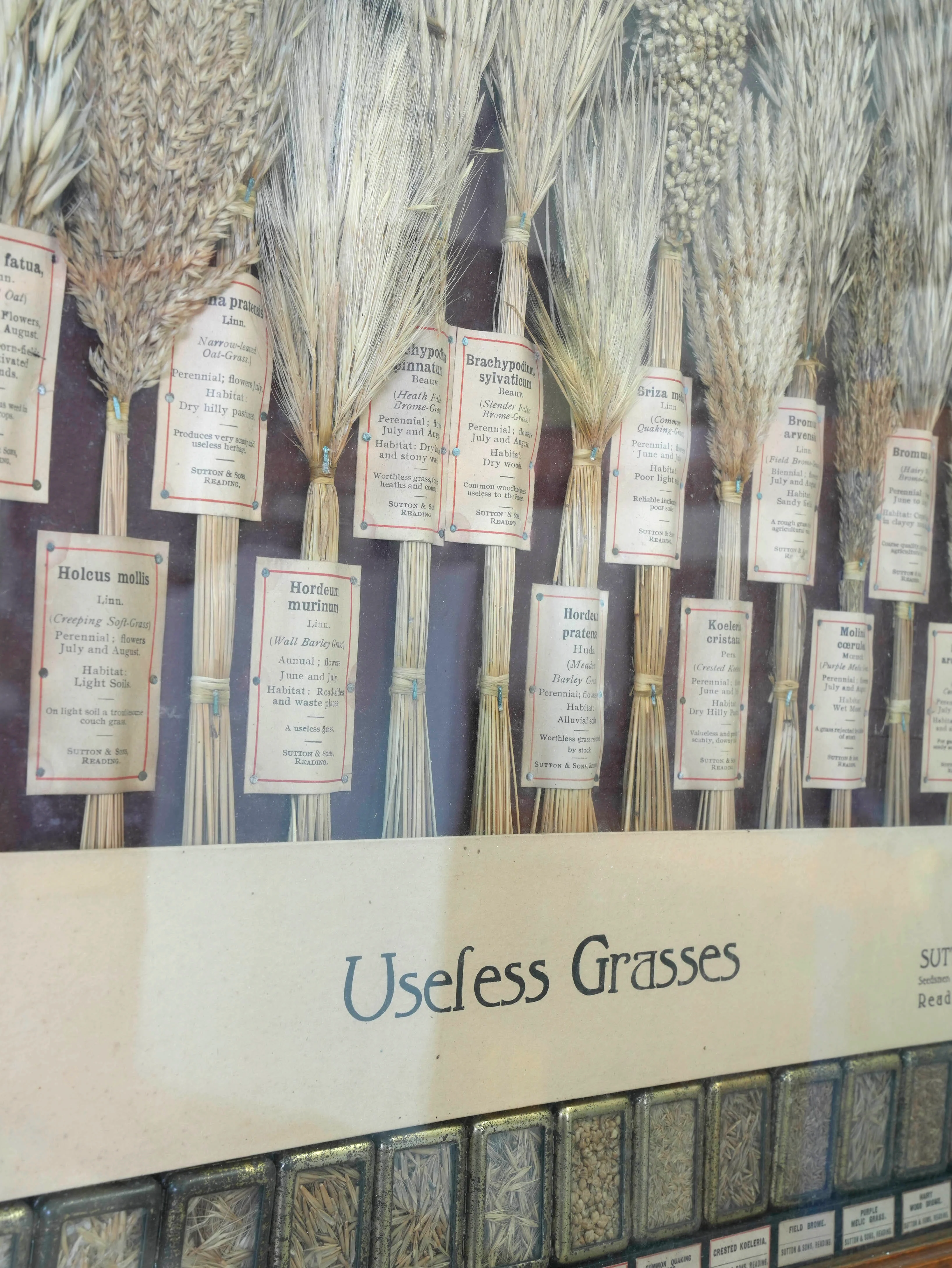 Suttons “Useful” Grasses & “Useless” Grasses Samplers - Image 4